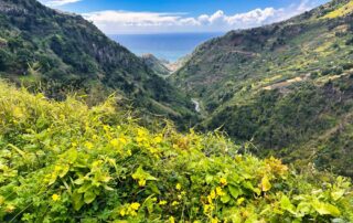 Údolí s levádou a bujnou vegetací, v pozadí oceán a modrá obloha s mraky.